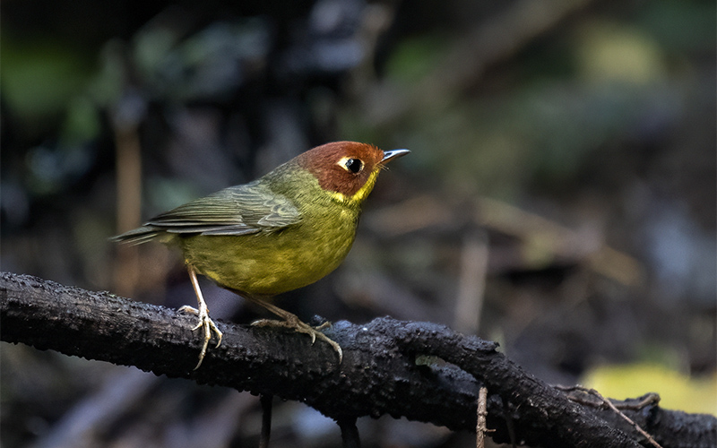 Chestnut-headed Tesia (Cettia castaneocoronata) at Phia Oac-Phia Den Bird Hides - Northern Vietnam. Photo by: Bui Duc Tien - Vietnam Bird Photography Tours - Vietbirdphototours.com